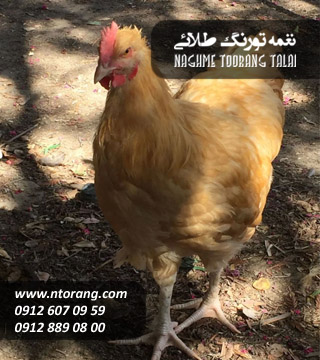 فروش جوجه گلپایگانی ٣ ماهه